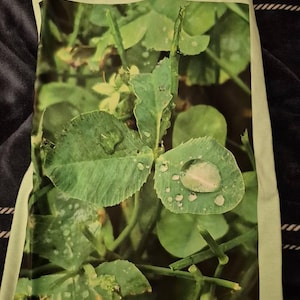 Sierra added a photo of their purchase