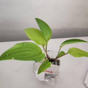 maria added a photo of their purchase