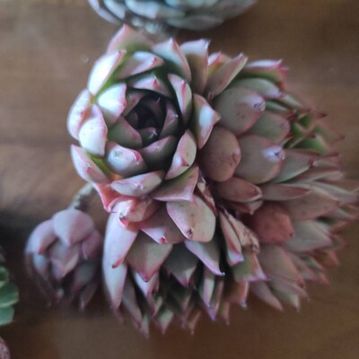 Echeveria Derenbergii , Rare Live Succulent - Canada Echeveria Derenbergii , Rare Live Succulent - Canada