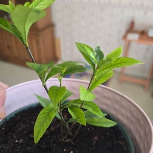 Jillian さんが購入した商品の写真を追加しました