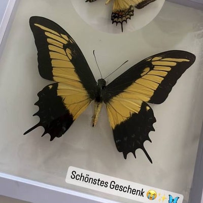 2.5 In Butterfly Moth Spreading Setting Pinning Board Foam Entomology Taxidermy