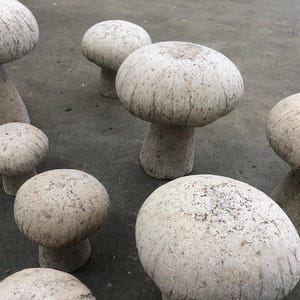 mushroom　0805 0007047566091?banner=harristeeter