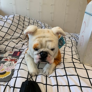Elke added a photo of their purchase