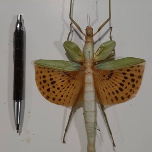 インドネシアの Paracyphocrania major - ID 巨大なナナフシの黄色い羽