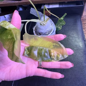 Grace heeft een foto van de aankoop toegevoegd