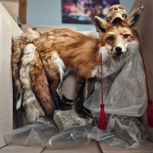 Kitsune Fox Taxidermy Japanese Yokai Folklore Nine Tails Human