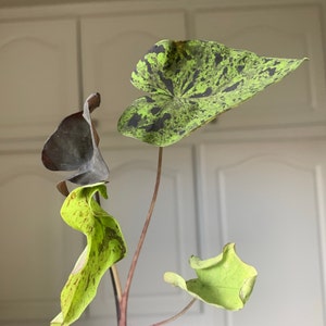 maribel ha añadido una foto de su compra