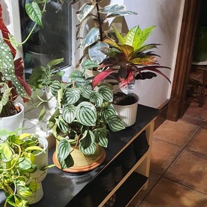 Nicky added a photo of their purchase