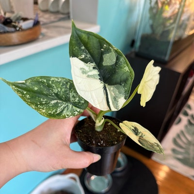 Dischidia String Millions Hearts 4 - Etsy