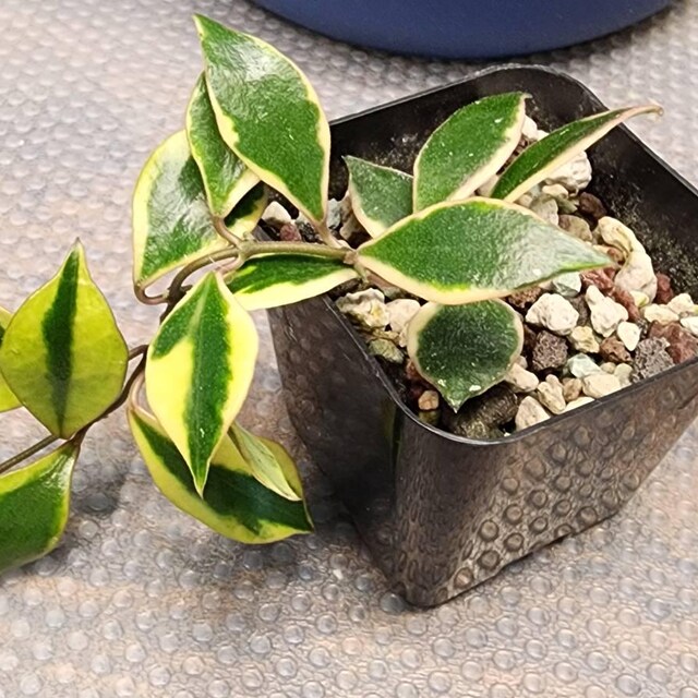 Hoya bakoensis (Outer Variegated - Albo) | 2-Inch – Hoya Treasures