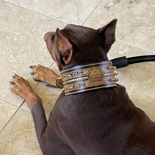 Customizable Medusa Leather Madcow Dog Collar Made in the USA