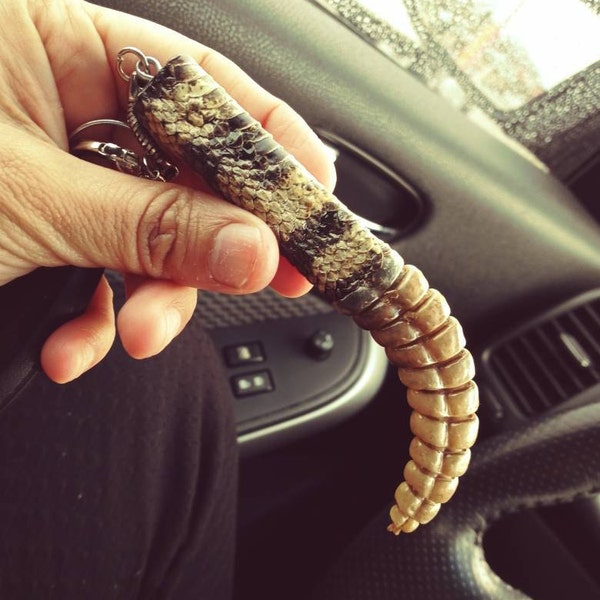 Rattlesnake Tail and Rattle Keychain - Etsy