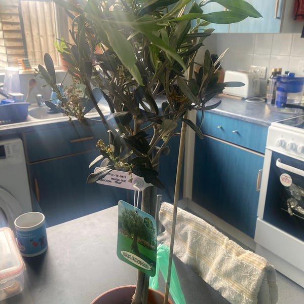 100 Cherry Laurel Hedging 25-40cm Tall Potted