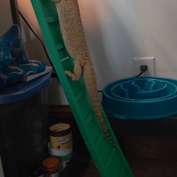 3D Printed Bearded Dragon Ramp Ladder (sold in Sections): Reptile ...