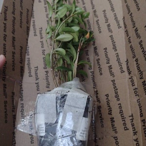 shanon added a photo of their purchase
