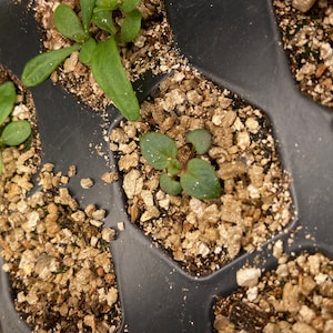 Jennifer ha añadido una foto de su compra