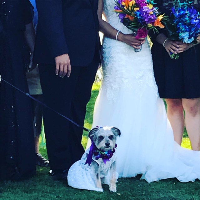 Dog Wedding Dress Flower Girl Dog Dress Engagement Photo Etsy