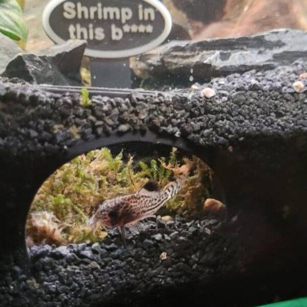 Aquarium-Futterstation Für Vegetarier – Sinkfütterer Für Schmerlen, Malawi-Buntbarsche | Edelstahl 304 | Einfach Zu Bedienen