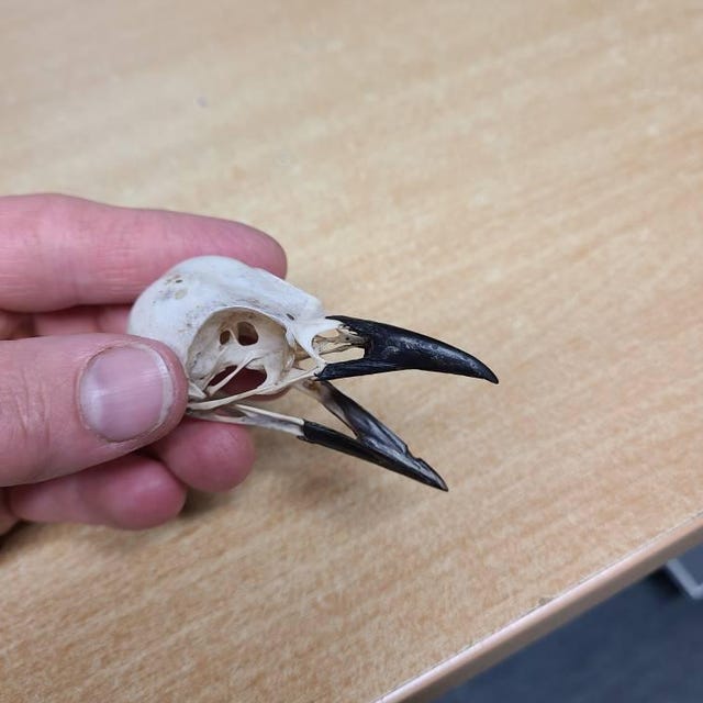 Real Crow Skull Magpie Skull Pica Pica Taxidermy Bird Macabre