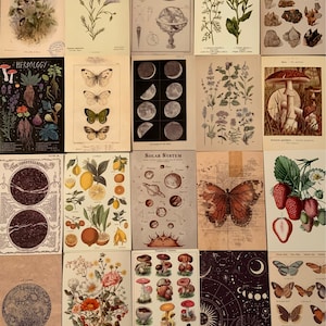 Vintage Nature Botanical & Astronomy Chart Images Aesthetic - Etsy