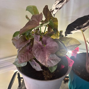 Laurie added a photo of their purchase