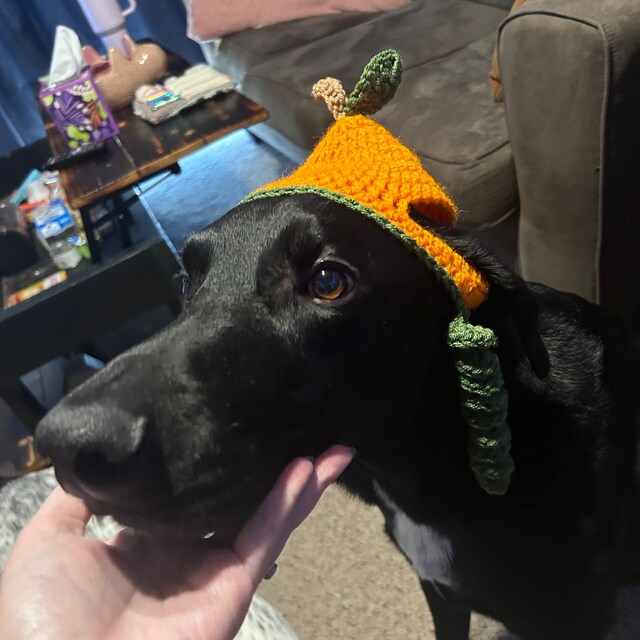 ARING PET Halloween-Hundehalstuch – Kürbis-Motiv, 100% Baumwolle, Weich & Bequem, Für Kleine Bis Große Hunde