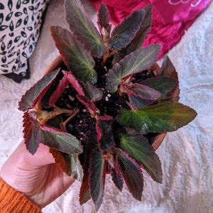 Amy ha añadido una foto de su compra