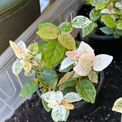 creeping-wire-vine-angelvine-muehlenbeckia-complexa-draping-tiny