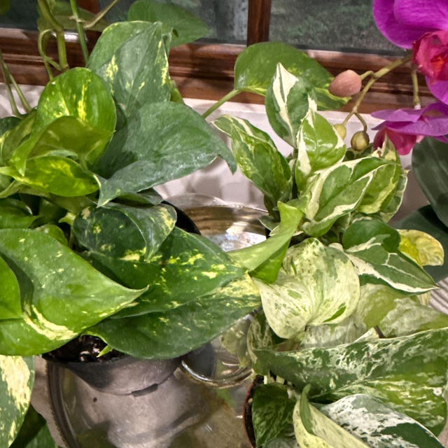 Pothos Seeds For Planting Indoor Golden Pothos (Devil's Ivy) Bare Root Plant   3 Rooted Vines, 6-18 Inches Each, Easy Houseplant Pothos Pearls