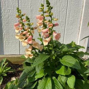 Rome in Red Lenten Rose Perennial. Stunning Colors. - Etsy