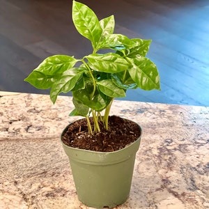 Created added a photo of their purchase