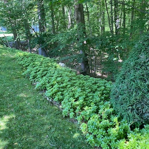 David adicionaram uma foto da sua compra