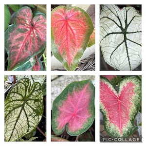 Caladium 'red Flash' Size 2 2 Bulbs Size 11 Bulb/large New Crop 2023 in ...
