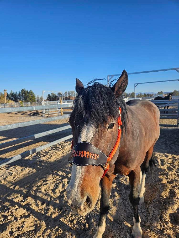Custom Nylon Bronc Halter - Stronger Design Than Tab Style Leather Noseband
