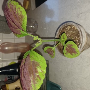 Marie-Josée added a photo of their purchase