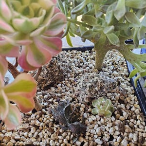Adrianne added a photo of their purchase