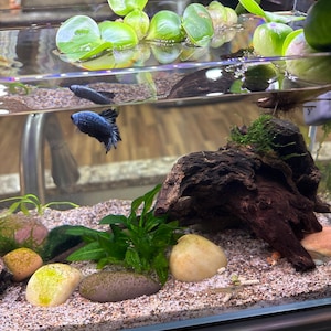Tracie added a photo of their purchase