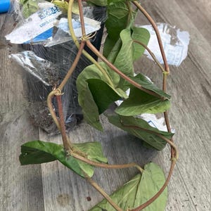 Mital added a photo of their purchase