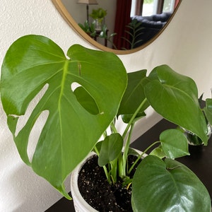 Janette added a photo of their purchase