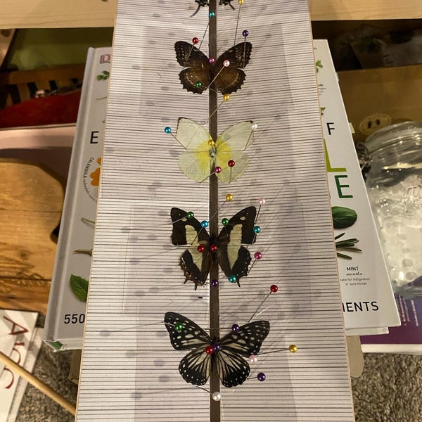 Adjustable Butterfly Pinning Board: Angled Balsa Wood Spreading Board ...