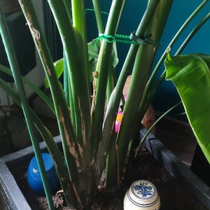 Yolande added a photo of their purchase