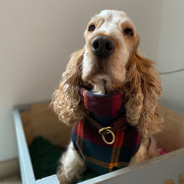 Cocker 2025 spaniel jacket