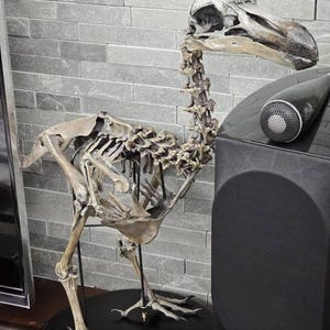 ドードー鳥の骨格レプリカ、科学的に正確な彫刻、博物館級の品質