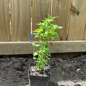 Michael added a photo of their purchase