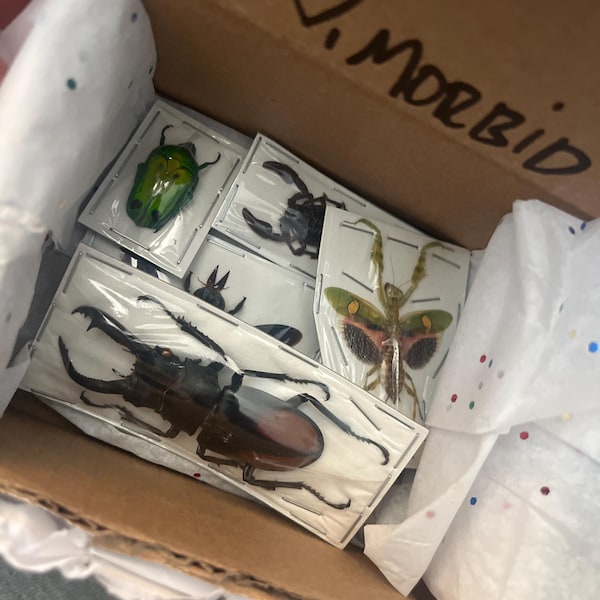 Assorted Bugs Insects Specimen Wholesale Mix Lot Bulk - Etsy