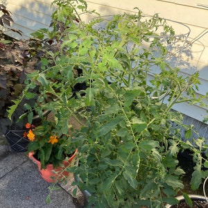 Ignacio added a photo of their purchase