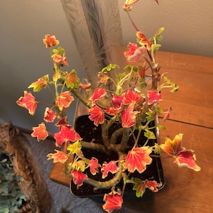 Stephanie added a photo of their purchase