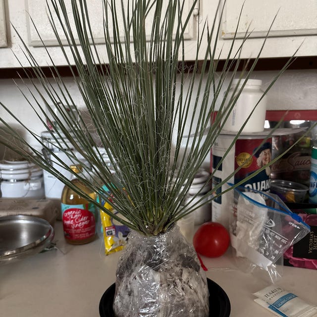 Yucca Elata – Soaptree Yucca - 1g Size Plant - Etsy
