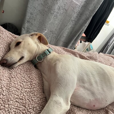 Ainsley Harriott Birthday Card Funny Ainsley Card Ainsley - Etsy