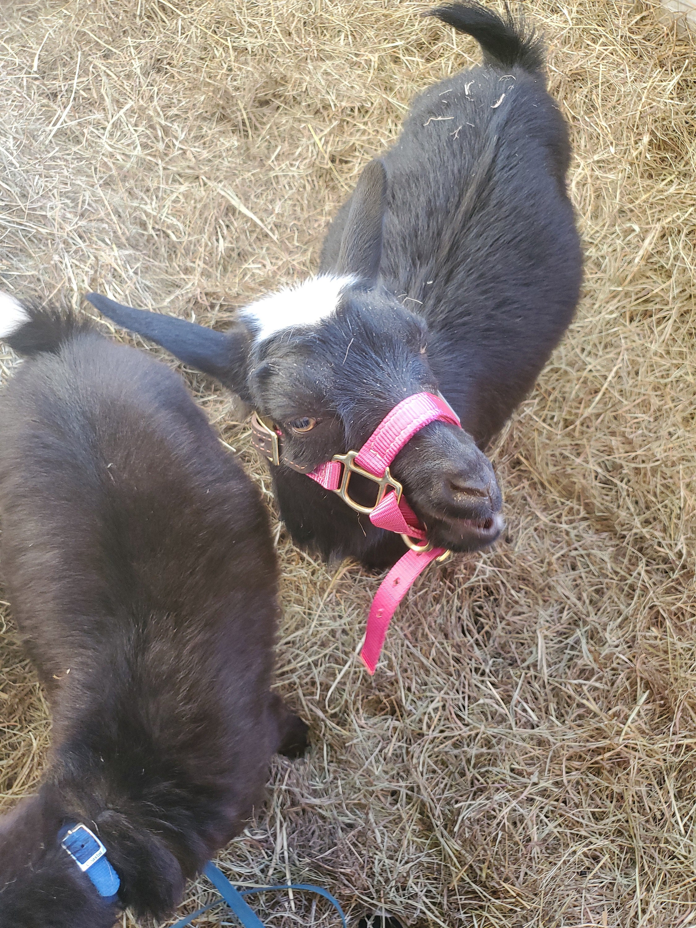 Goat Halter Dwarf Adjustable